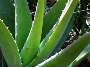 aloe vera, plant, succulent-262718.jpg