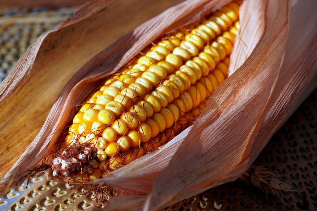 corn, corn on the cob, vegetable-7461390.jpg