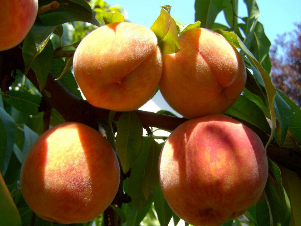 peach, ripe fruit, summer-863349.jpg