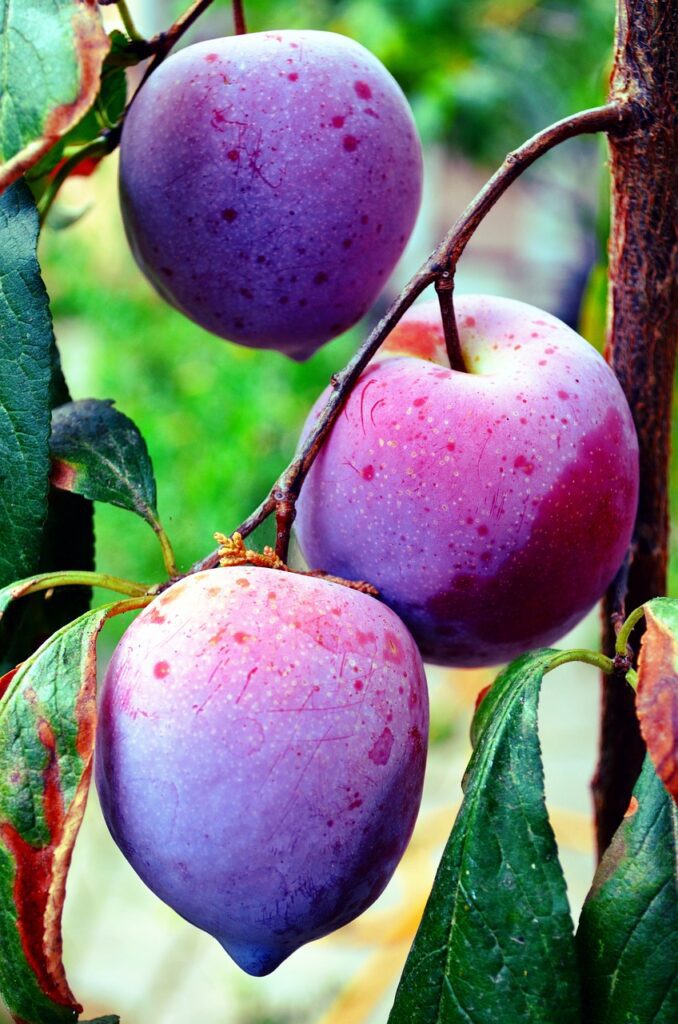 plums, fruit, food-2730726.jpg