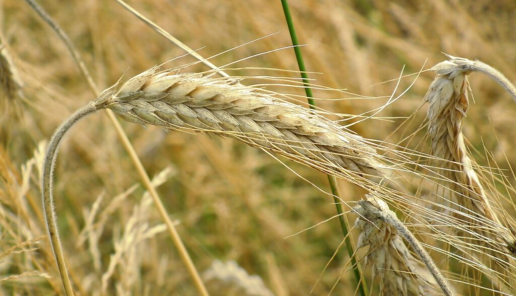 rye, wheat field, barley-7492258.jpg