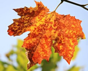 autumn, leaf, maple-1638473.jpg