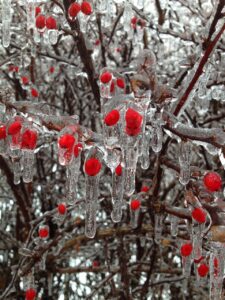 berries, ice, winter-302341.jpg