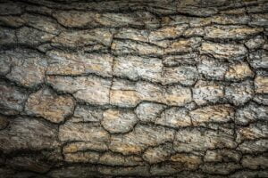 tree, texture, bark-1140305.jpg