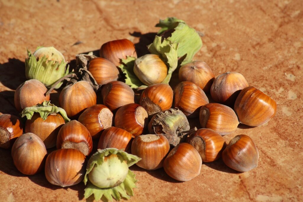 hazelnuts, hazel, autumn-3663419.jpg