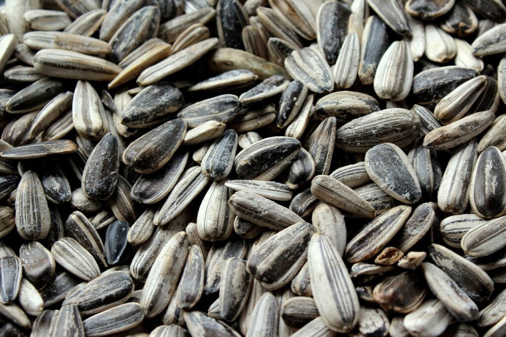 sunflower, sunflower seeds, seeds-3811474.jpg