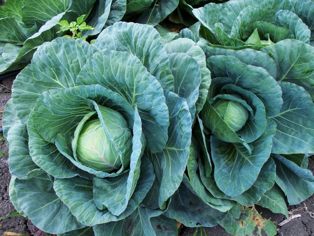 cabbage, cabbages, sheets-1331669.jpg