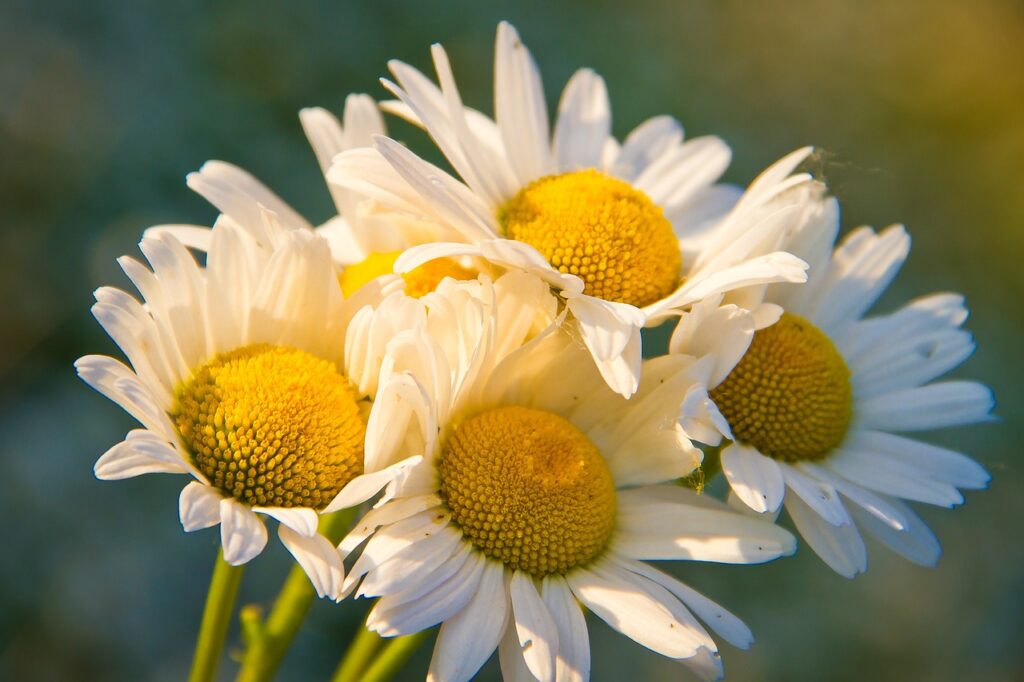 chamomile, bouquet, wildflowers-1261797.jpg