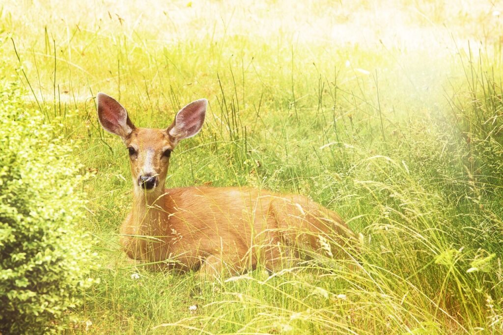 deer, yellow, nature-1298334.jpg