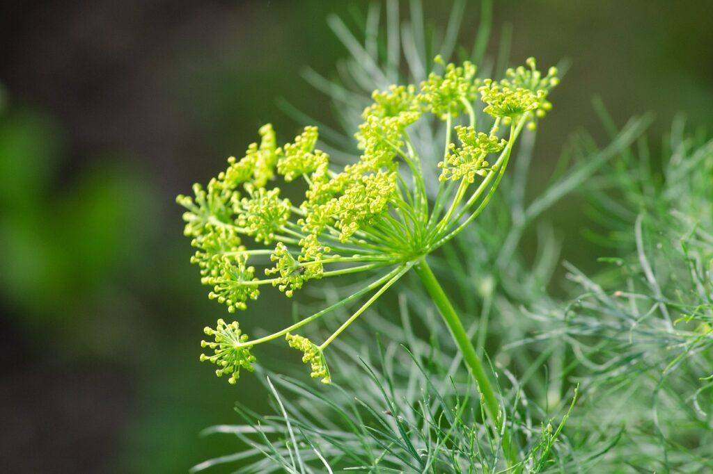 dill, cucumber, umbelliferae-4741813.jpg