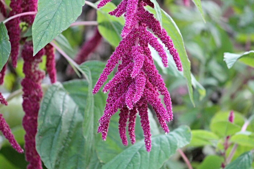 foxtail, amaranth, amaranthus-2769772.jpg