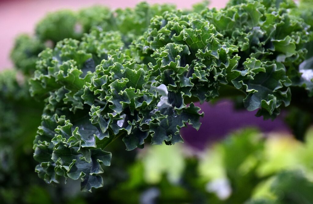 kale, frost, vegetables-2995776.jpg