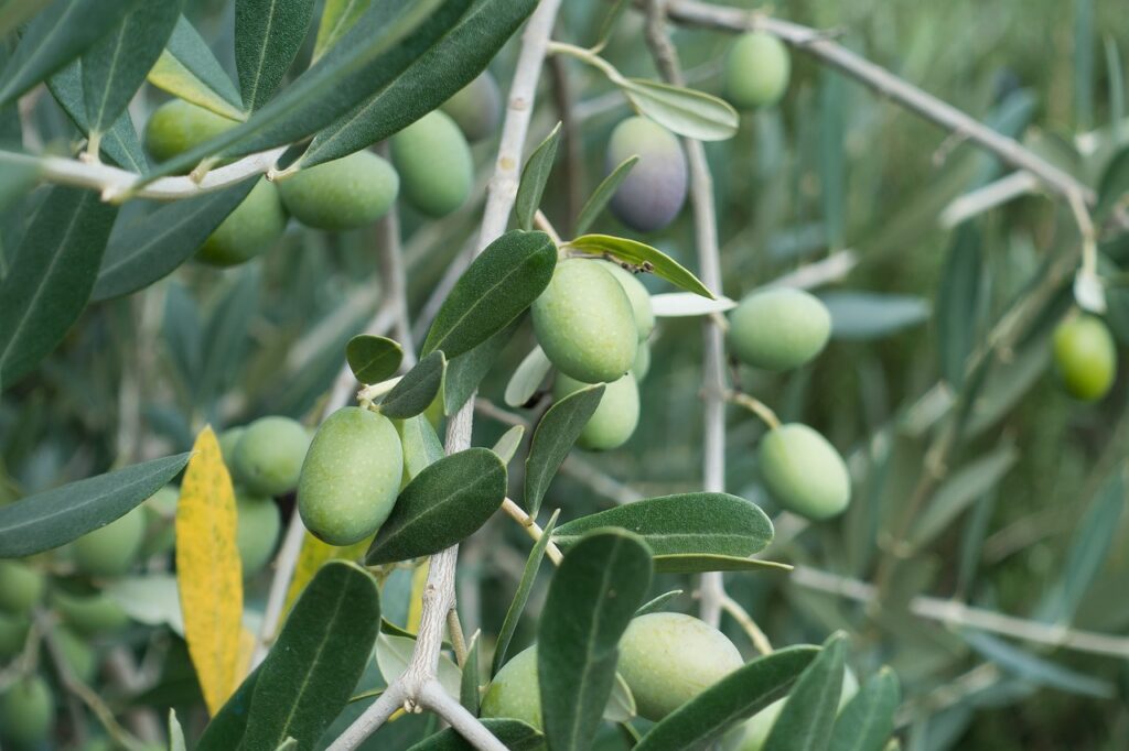 olive, olive tree, fruit-972933.jpg