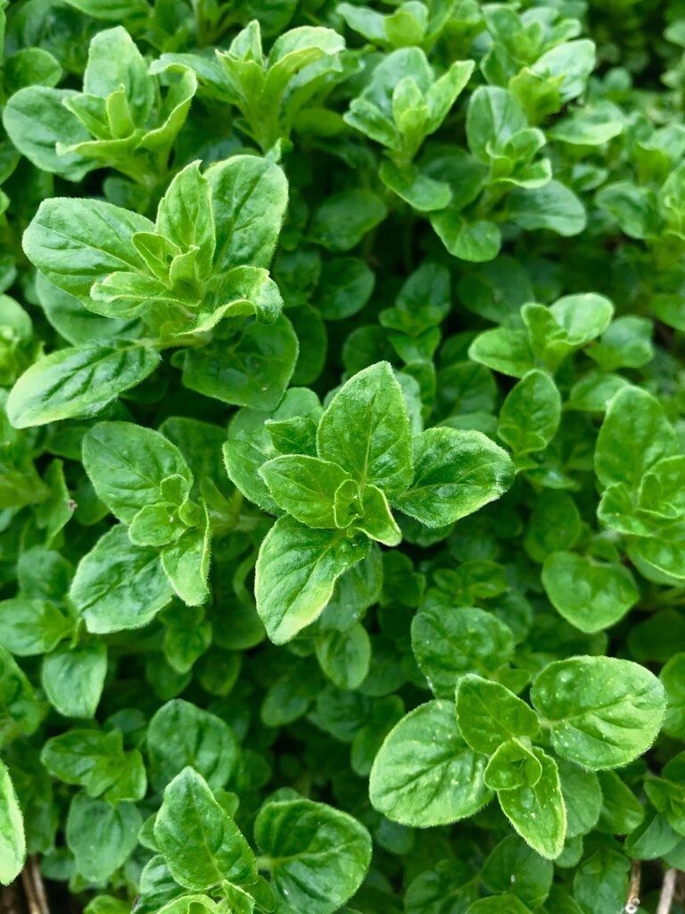 oregano, herb, garden-3338813.jpg