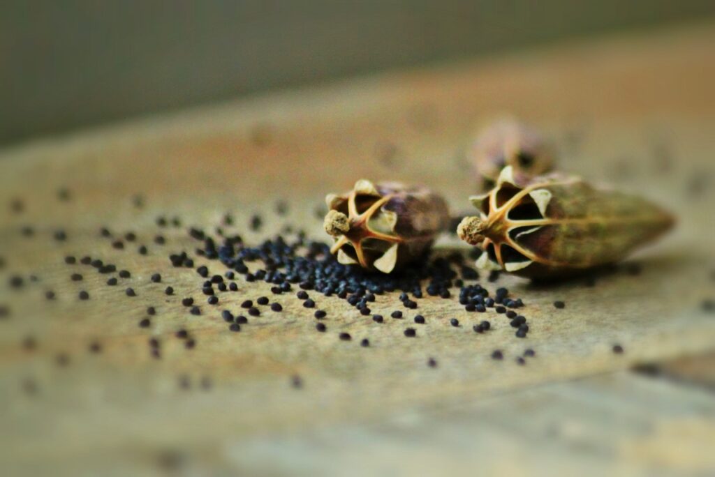 poppy capsules, poppy seeds, poppy-832776.jpg