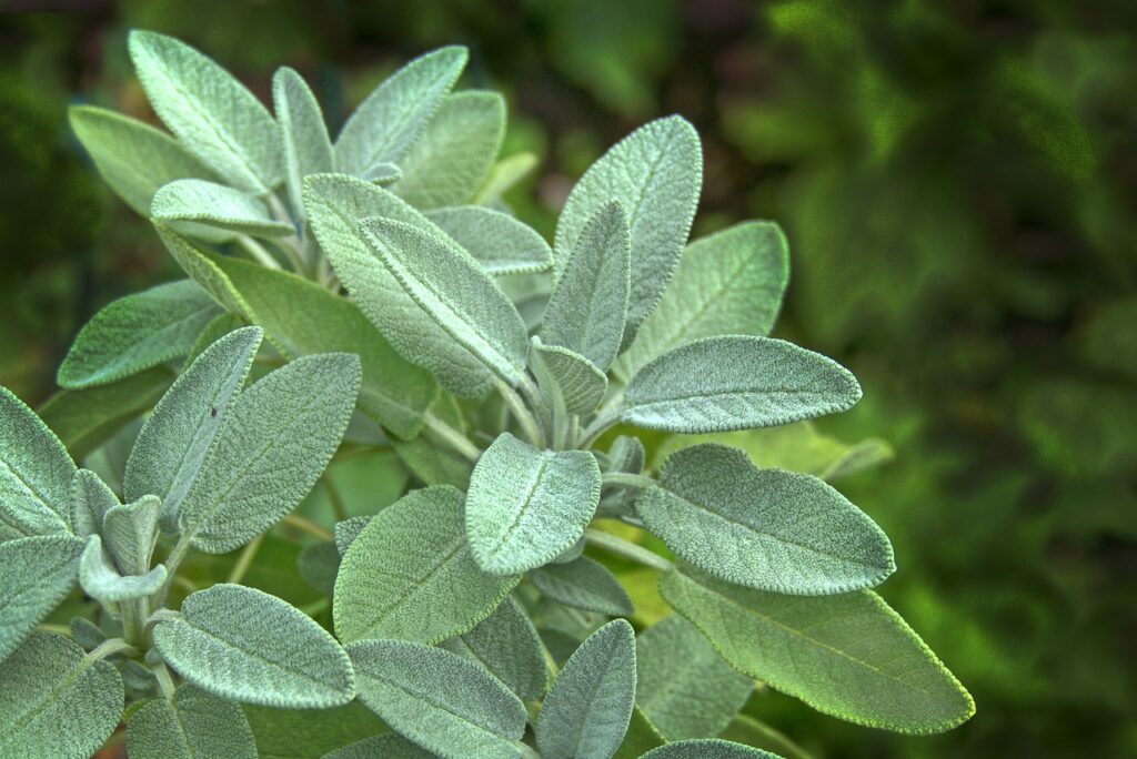 sage, leaves, herb-3572718.jpg