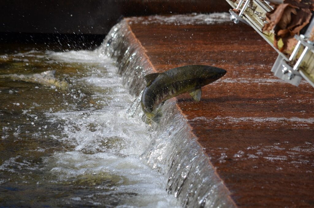 salmon, spawning, jumping-2848584.jpg