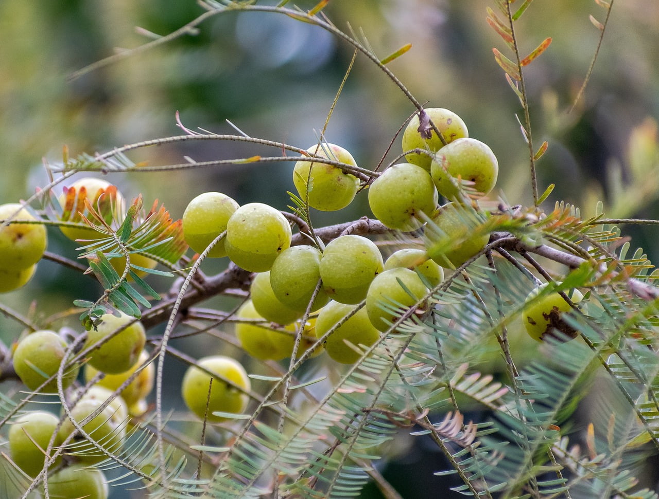 tree, gooseberry, berry-6950280.jpg