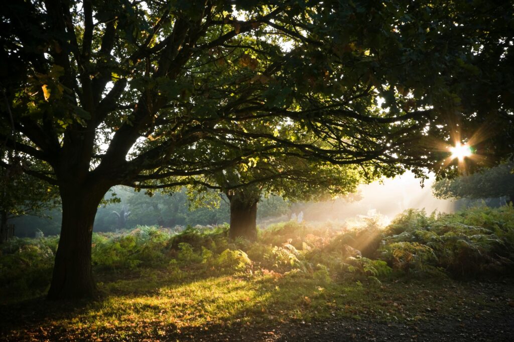 Warm morning sunlight beams through leafy forest trees, creating a picturesque natural scene.